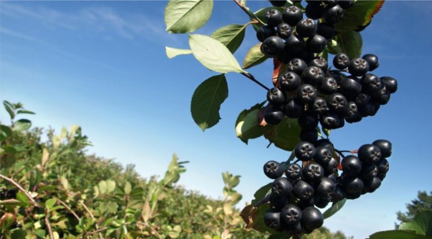 aronia ilaci universal